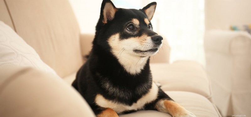 Can Fleas Kill Your Dog? Understanding the Risks and Prevention
