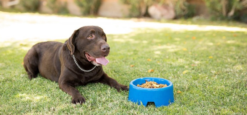 Are Acidic Foods Safe for Dogs? A Vet-Approved Guide