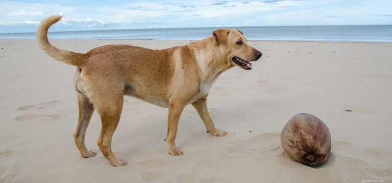 Can Dogs Safely Consume Coconut and Coconut Oil?