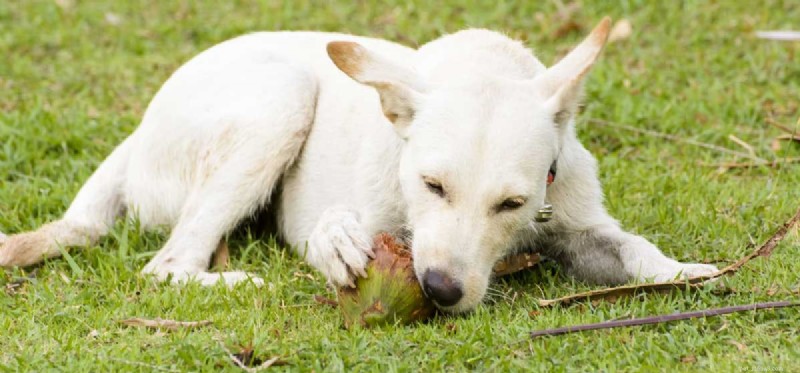 Can Dogs Safely Consume Coconut and Coconut Oil?