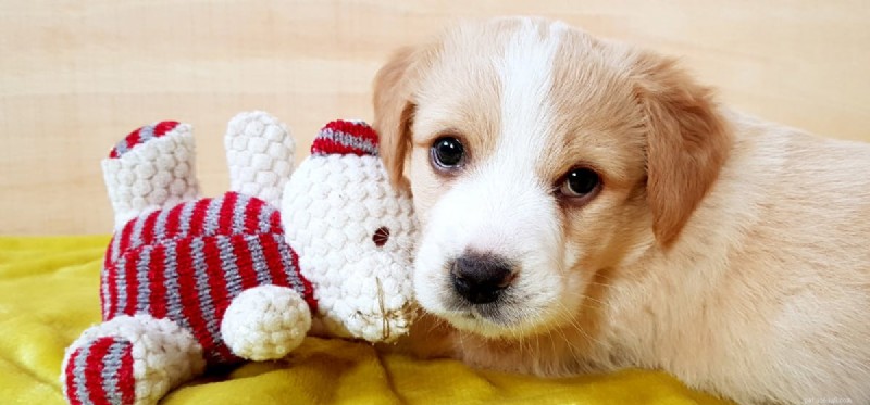 Are Dates Safe for Dogs? What You Need to Know