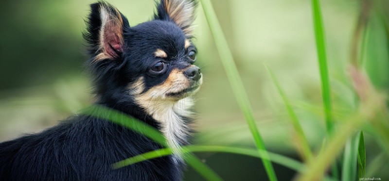 Are Dates Safe for Dogs? What You Need to Know