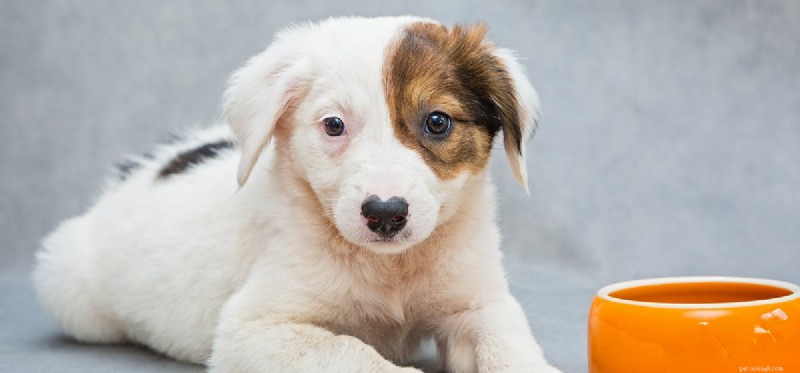Are Pickled Foods Safe for Dogs? A Guide to Healthy Treats