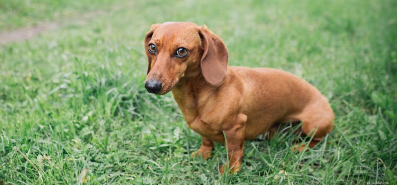 Are Dates Safe for Dogs? What You Need to Know