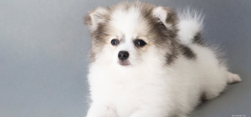 Are Pickled Foods Safe for Dogs? A Guide to Healthy Treats