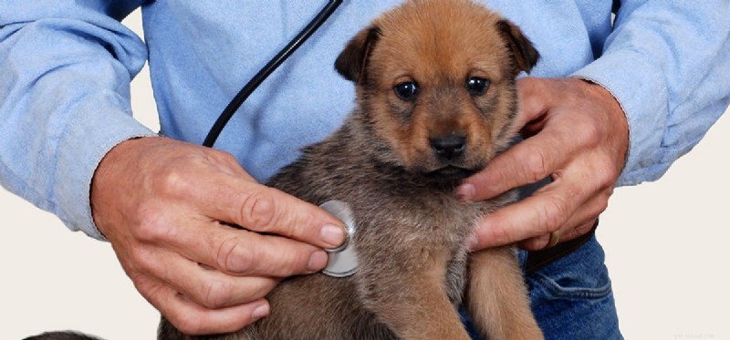 Can Dogs Fake a Cough? Spotting Real vs. Pretended Symptoms