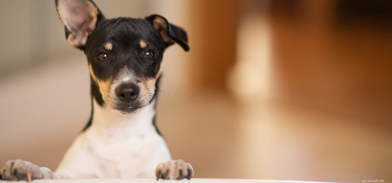 Are Pickled Foods Safe for Dogs? A Guide to Healthy Treats