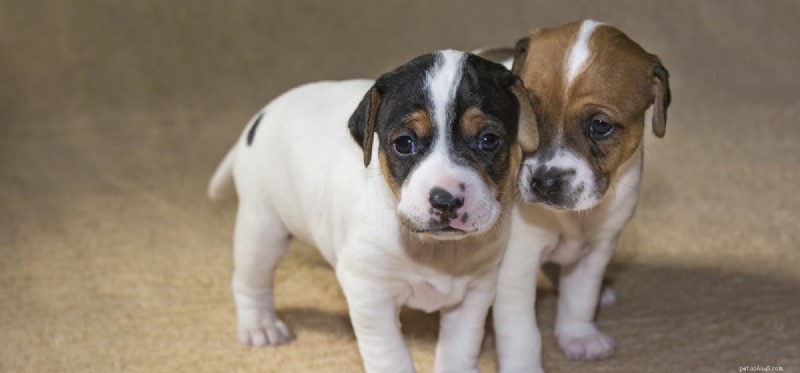 Are Pickled Foods Safe for Dogs? A Guide to Healthy Treats