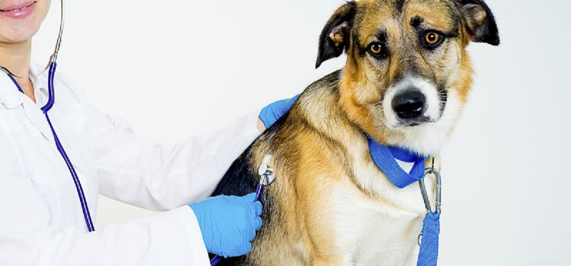 Can Dogs Fake a Cough? Spotting Real vs. Pretended Symptoms