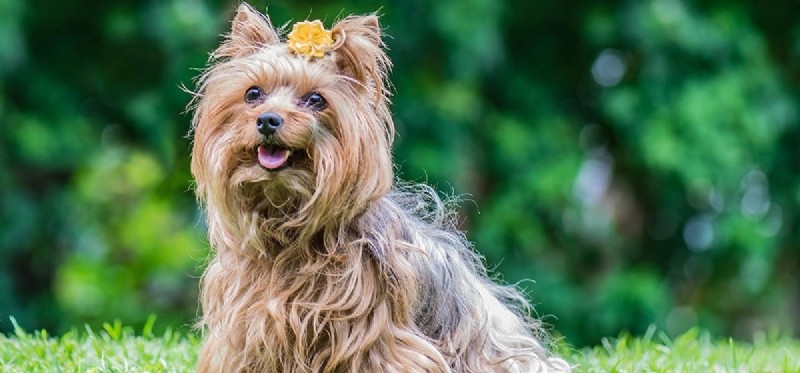 Do Dogs Fake Pregnancy? Understanding Pseudocyesis in Female Dogs