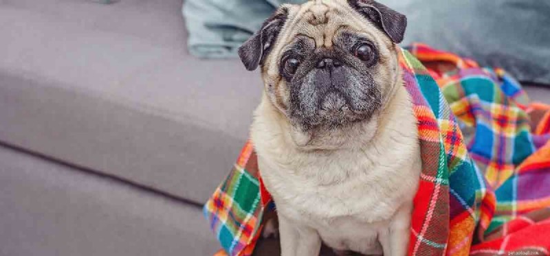 Can Dogs Fake a Cough? Spotting Real vs. Pretended Symptoms