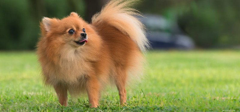 Do Dogs Fake Pregnancy? Understanding Pseudocyesis in Female Dogs