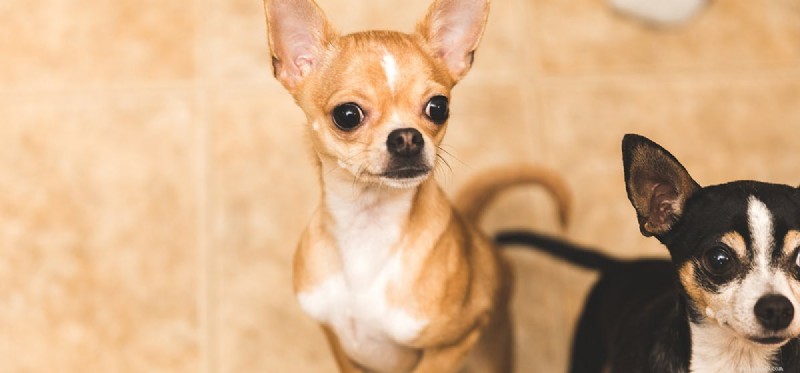 Do Dogs Pretend to Be Excited? Understanding Canine Anticipation
