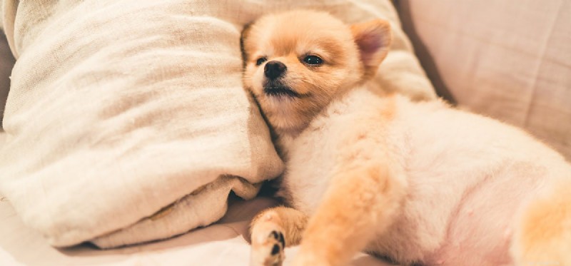 Do Dogs Pretend to Be Tired? Understanding Their Energy Signals