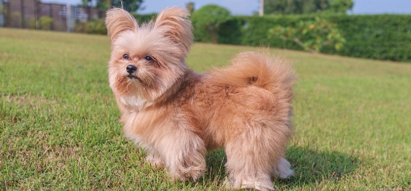 Do Dogs Pretend to Be Excited? Understanding Canine Anticipation