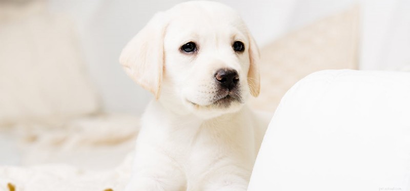 Do Dogs Pretend to Be Tired? Understanding Their Energy Signals