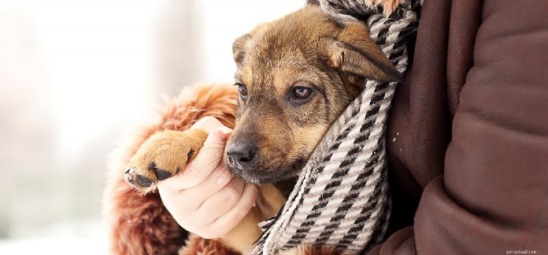 Do Dogs Pretend to Be Tired? Understanding Their Energy Signals