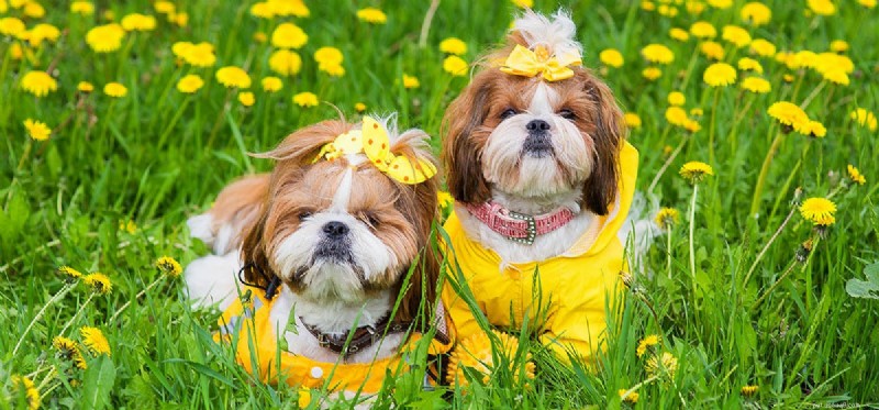 Do Dogs Pretend to Be Happy? Uncovering Canine Emotional Signals