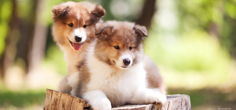 Do Dogs Pretend to Be Happy? Uncovering Canine Emotional Signals