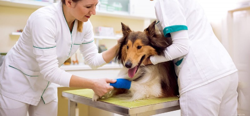 Do Dogs Pretend to Be Hurt? Understanding Canine Drama and Attention-Seeking Behaviors