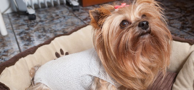 Do Dogs Pretend to Be Hurt? Understanding Canine Drama and Attention-Seeking Behaviors