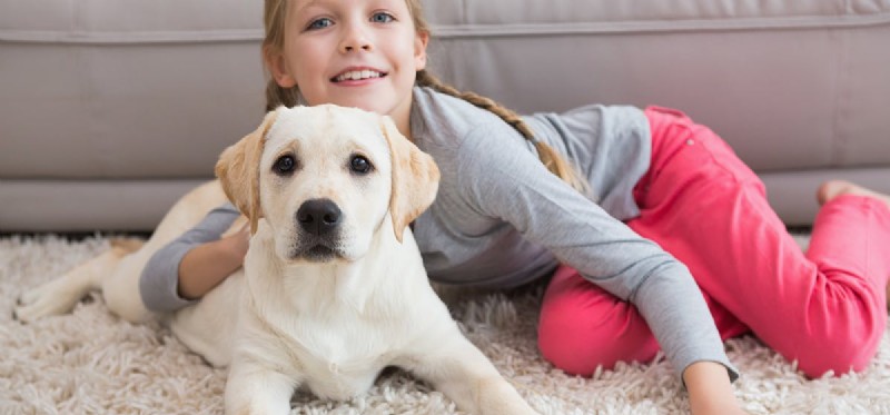 Do Dogs Pretend to Be Hurt? Understanding Canine Drama and Attention-Seeking Behaviors