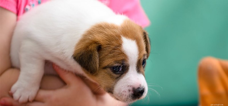 Do Dogs Truly Show Interest or Just Pretend?