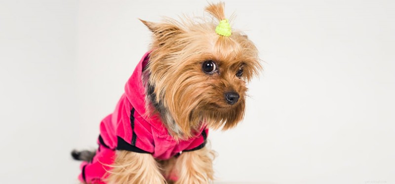 Do Dogs Truly Feel Shame? Understanding Their Emotional Expressions