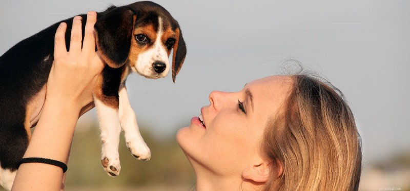 Do Dogs Truly Feel Shame? Understanding Their Emotional Expressions