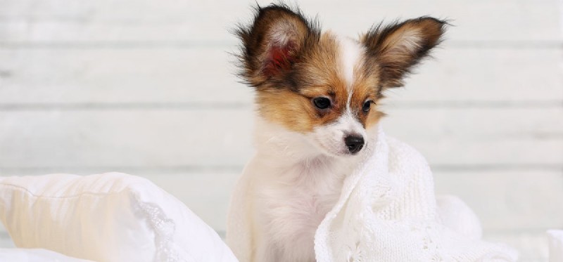 Do Dogs Truly Feel Shame? Understanding Their Emotional Expressions