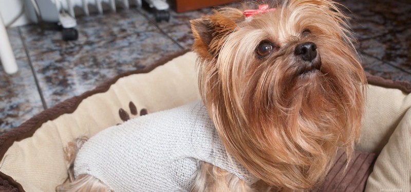 Do Dogs Fake Pain? Expert Insights for Pet Owners