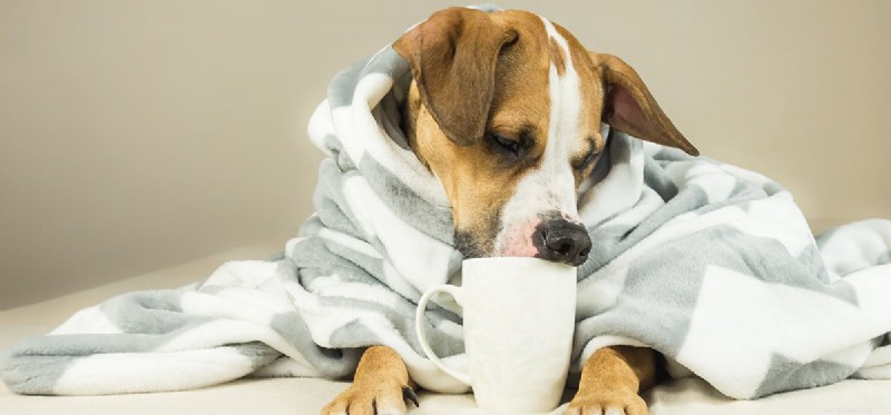 Do Dogs Really Fake Illnesses? Understanding Their Behavior