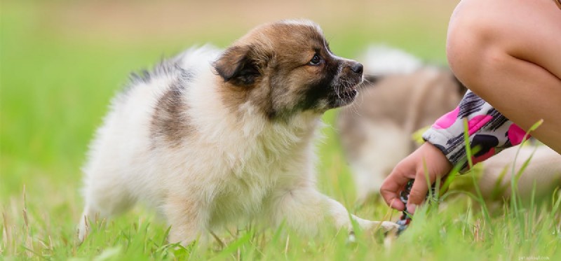 Do Dogs Truly Express Joy? Understanding Their Emotions
