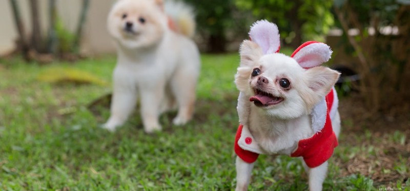 Do Dogs Truly Express Joy? Understanding Their Emotions