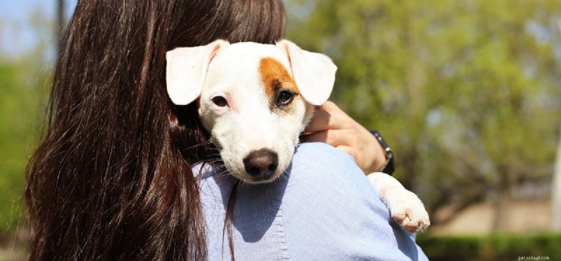 Do Dogs Truly Love You? Understanding Canine Affection