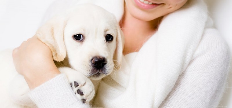 Do Dogs Truly Love You? Understanding Canine Affection