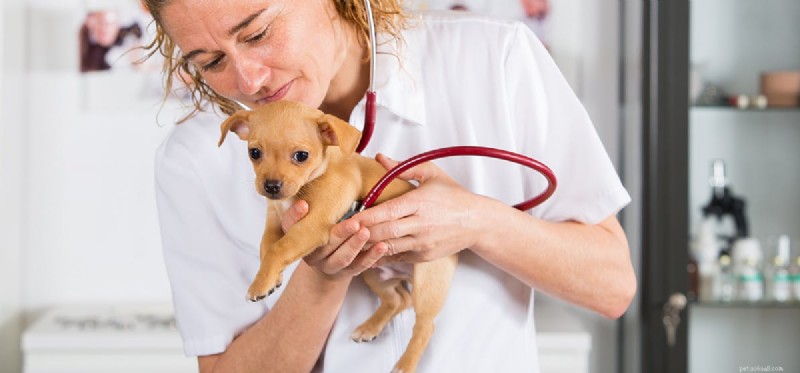 Can Dogs Really Fake Pain? What to Watch For