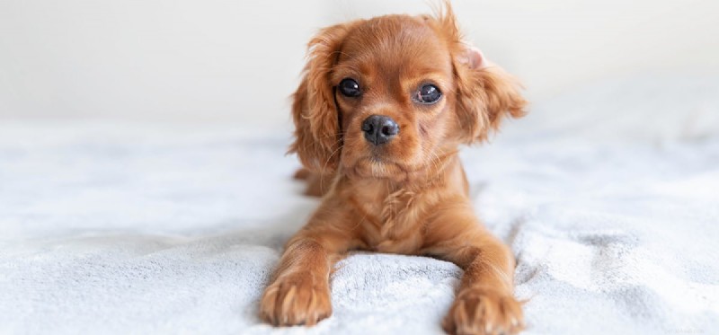 Can Dogs Really Fake Pain? What to Watch For