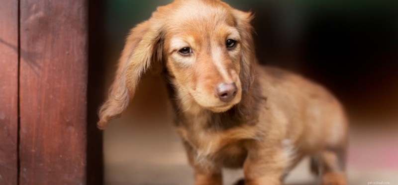Can Dogs Really Fake Pain? What to Watch For