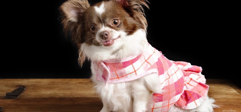 Do Dogs Experience Phantom Pregnancies? What You Need to Know