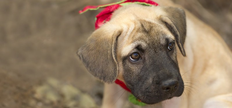 Do Dogs Truly Fake Sadness? Understanding Canine Emotional Signals