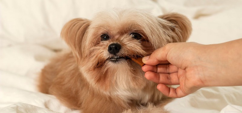 Do Dogs Truly Fake Sadness? Understanding Canine Emotional Signals