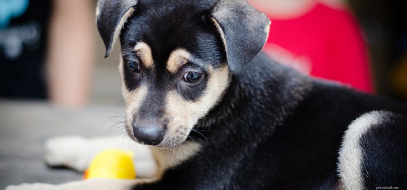 Do Dogs Truly Fake Sadness? Understanding Canine Emotional Signals