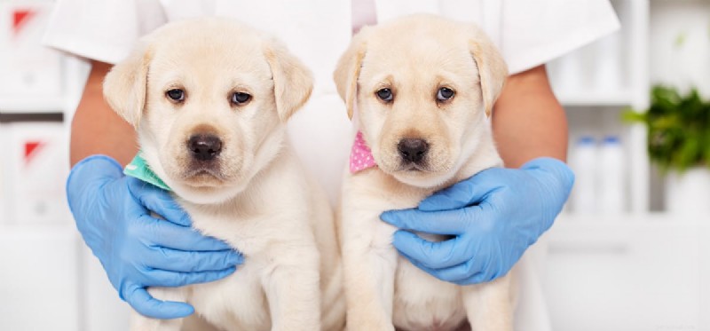 Do Dogs Fake Seizures? Expert Guide to Real vs. False Episodes