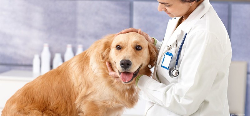 Do Dogs Fake Seizures? Expert Guide to Real vs. False Episodes