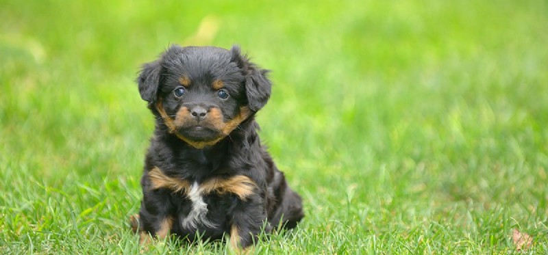 Do Dogs Fake Seizures? Expert Guide to Real vs. False Episodes