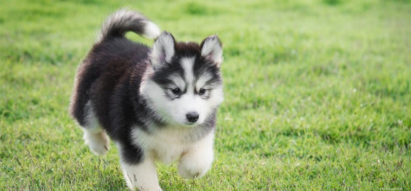 Do Dogs Fake Seizures? Expert Guide to Real vs. False Episodes