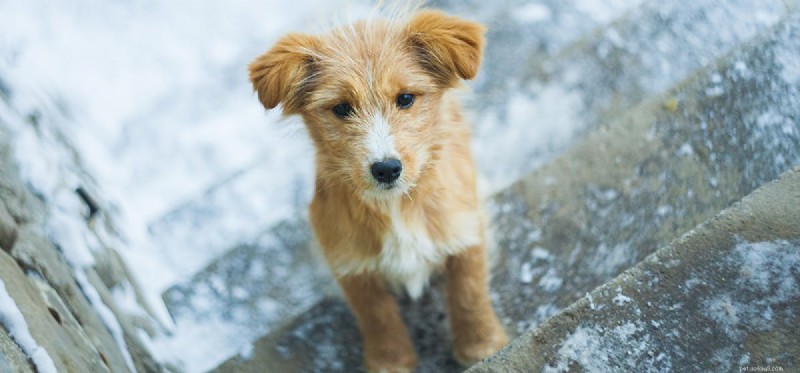Can Dogs Truly Shiver, or Is It a Faked Response?