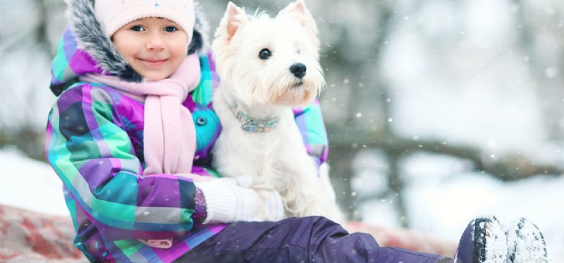 Can Dogs Truly Shiver, or Is It a Faked Response?