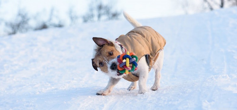 Can Dogs Truly Shiver, or Is It a Faked Response?